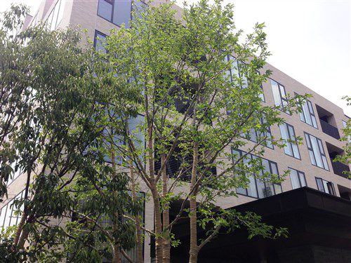 グランスイート広尾